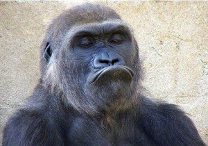 Create meme: gorilla, gorilla funny, the offended monkey
