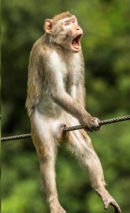 Create meme: animals, funny animals, monkey