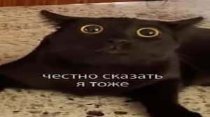 Create meme: memes with cats, Kote, cat