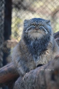 Create meme: black manul, cat manul, wild Pallas cat