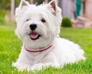 Create meme: white Terrier, vestjylland white Terrier, the West highland white Terrier