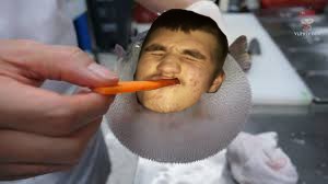 Create meme: pufferfish eating a carrot, puffer eating carrots, puffer fish
