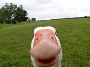 Create meme: selfie animals, goose funny, stoned a goose