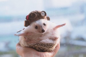 Create meme: Animal, animals, hedgehogs animals