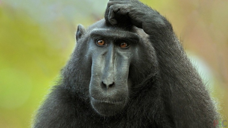 Create meme: monkey scratches his head, pensive monkey , black macaque