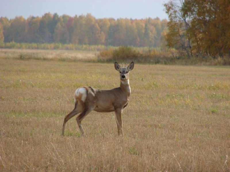 Create meme: siberian roe deer, ROE , deer maral