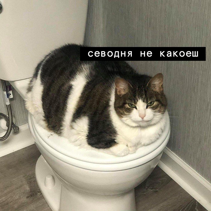 Создать мем: кот какает, котик, кот в туалете