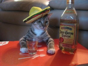 Создать мем: jose cuervo, kitty cat, текила