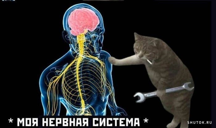 Create meme: nervous system , The human body is the nervous system, human nervous systems