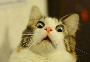 Create meme: meme scared cat, the surprised cat meme, the surprised cat