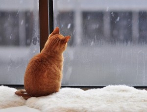 Create meme: wet snow, cat in winter, the cat looks out the window