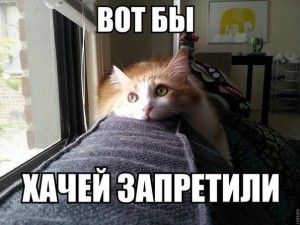 Create meme: cat, morning cat, cats