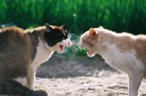 Create meme: the cat hisses, cat fight, fight of cats