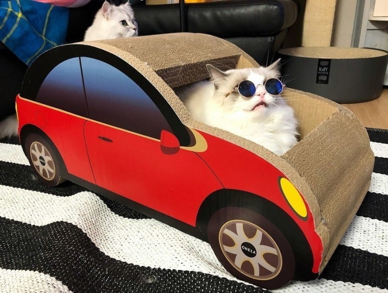Создать мем: кот в машине, машина для котов, кошка в автомобиле
