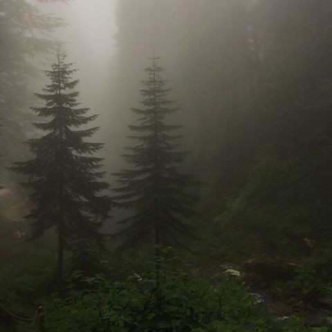 Создать мем: еловый лес в тумане, foggy forest, пейзаж