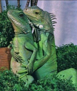 Create meme: iguana, lizard