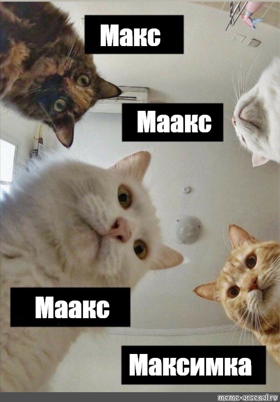 Meme max. Кот Макс Мем. Наташа и коты мемы.