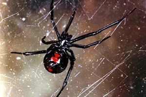 Создать мем: вдова, latrodectus mactans, паук