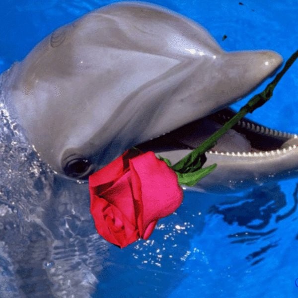 Create meme: dolphin with a flower, flowers , dolphin with flowers