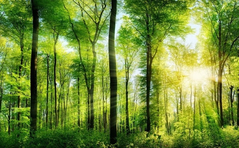 Create meme: beautiful forest, nature , morning in the forest