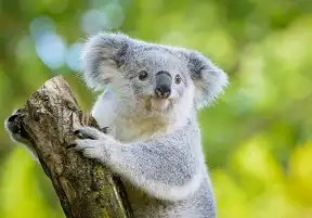 Create meme: koala , little koalas, koala australia