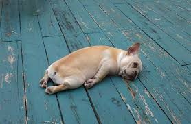 Create meme: tomorrow is a day off, French bulldog , bulldog 