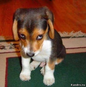 Create meme: dog, guilty, beagle