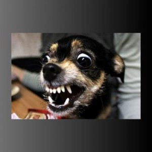 Создать мем: пучеглазый, angry dog, самые злые породы собак