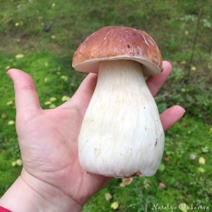 Создать мем: большой белый гриб, гриб, грибы белый гриб