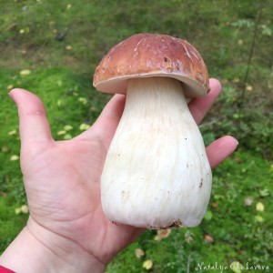 Create meme: mushroom, mushrooms white mushroom