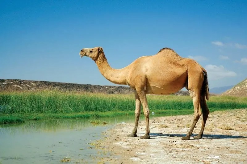 Create meme: one-humped camel, mehari camel, one - humped dromedary camel