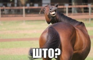 Create meme: What horse