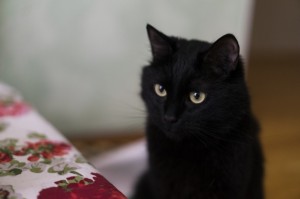 Create meme: cat, cute black cats, Black cat