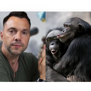 Создать мем: маленькая шимпанзе, шимпанзе бонобо, животные обезьяны
