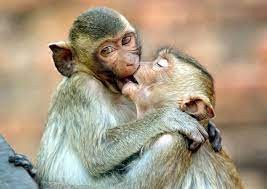 Create meme: monkeys in love, two monkeys, love monkeys