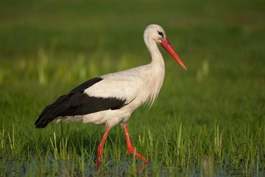 Create meme: ciconia ciconia, stork, birds of Belarus