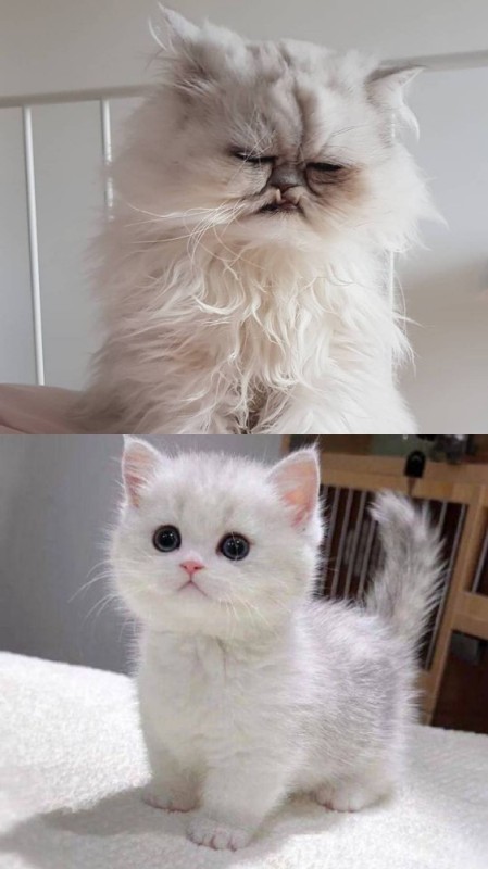 Create meme: cute kitty, Persian chinchilla, Persian cat chinchilla