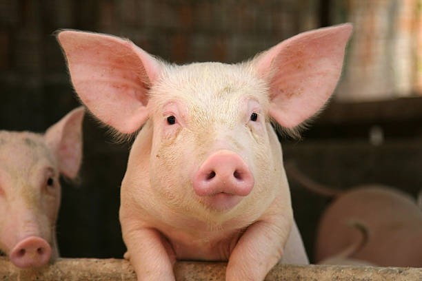 Create meme: photos of pigs, swine fever, the pig's face