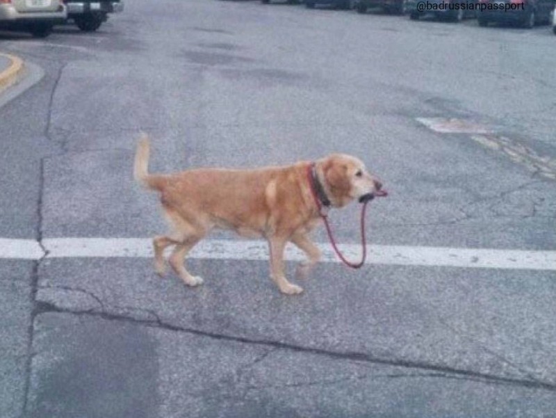 Create meme: The dog walks himself, a dog on the street, walking with the dog