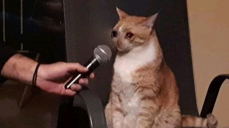 Создать мем: кот с микрофоном мем, котик, котик с микрофоном