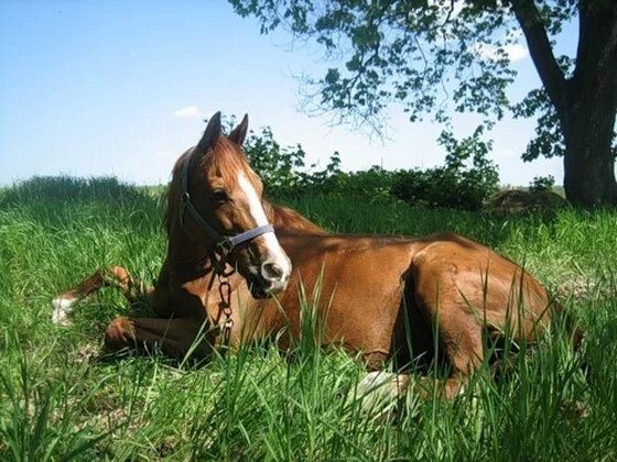 Create meme: horse , don breed horse, horse horse