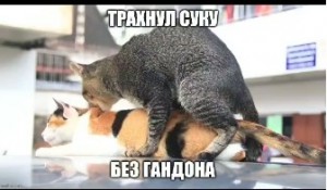 Создать мем: кошки занимаются, кошка, кошки