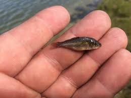 Create meme: little carp, carp fry, fry carp