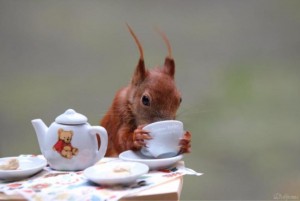 Create meme: funny squirrels, four squirrels, good morning