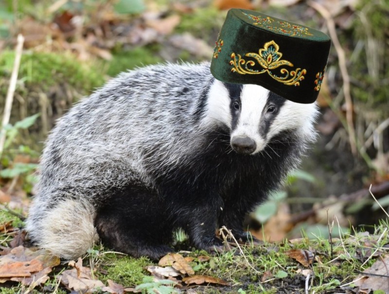 Create meme: badger , badger animal, European badger