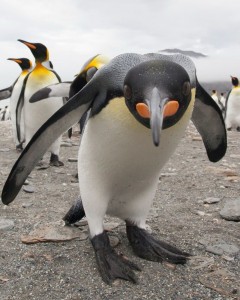 Create meme: penguin, penguin, emperor penguin