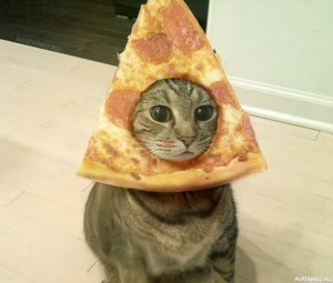 Создать мем: шаурма, кот с пиццей на голове, котик