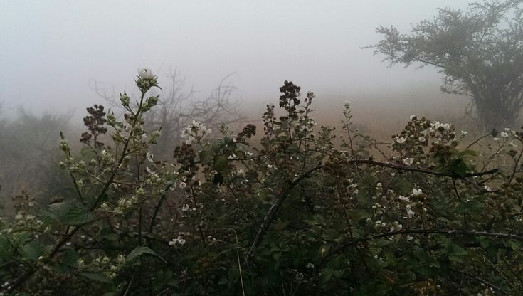 Создать мем: в тумане, утро туманное, грозовой перевал эстетика