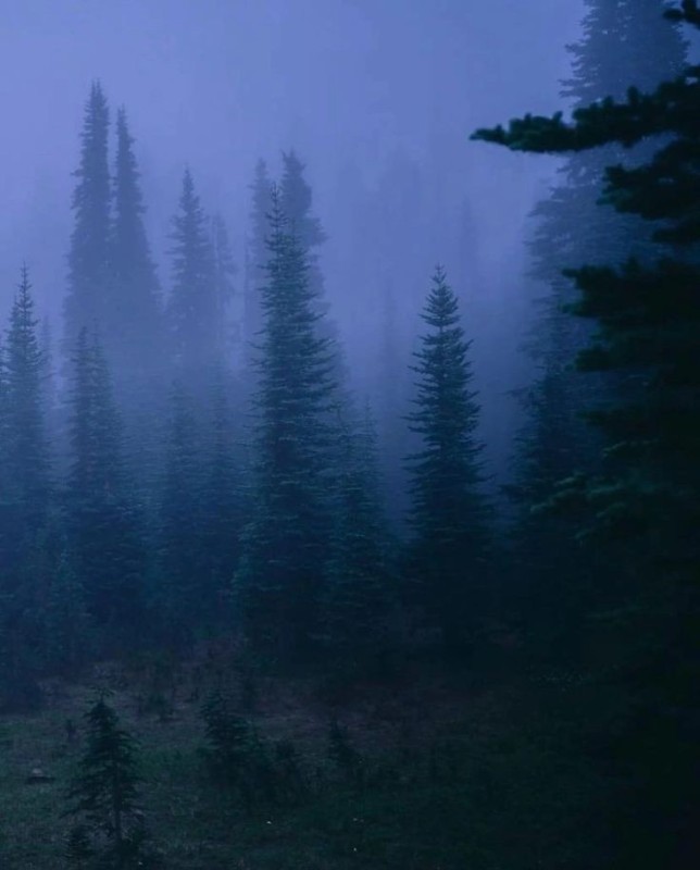 Create meme: forest background, dark forest, nature fog