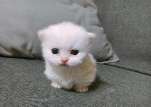Create meme: adorable kittens, cute cats, cute kittens